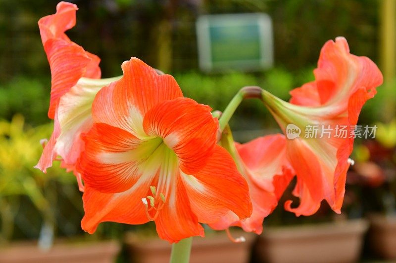 孤挺花/ Hippeastrum